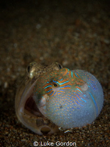 Eyes bigger than the stomach by Luke Gordon 